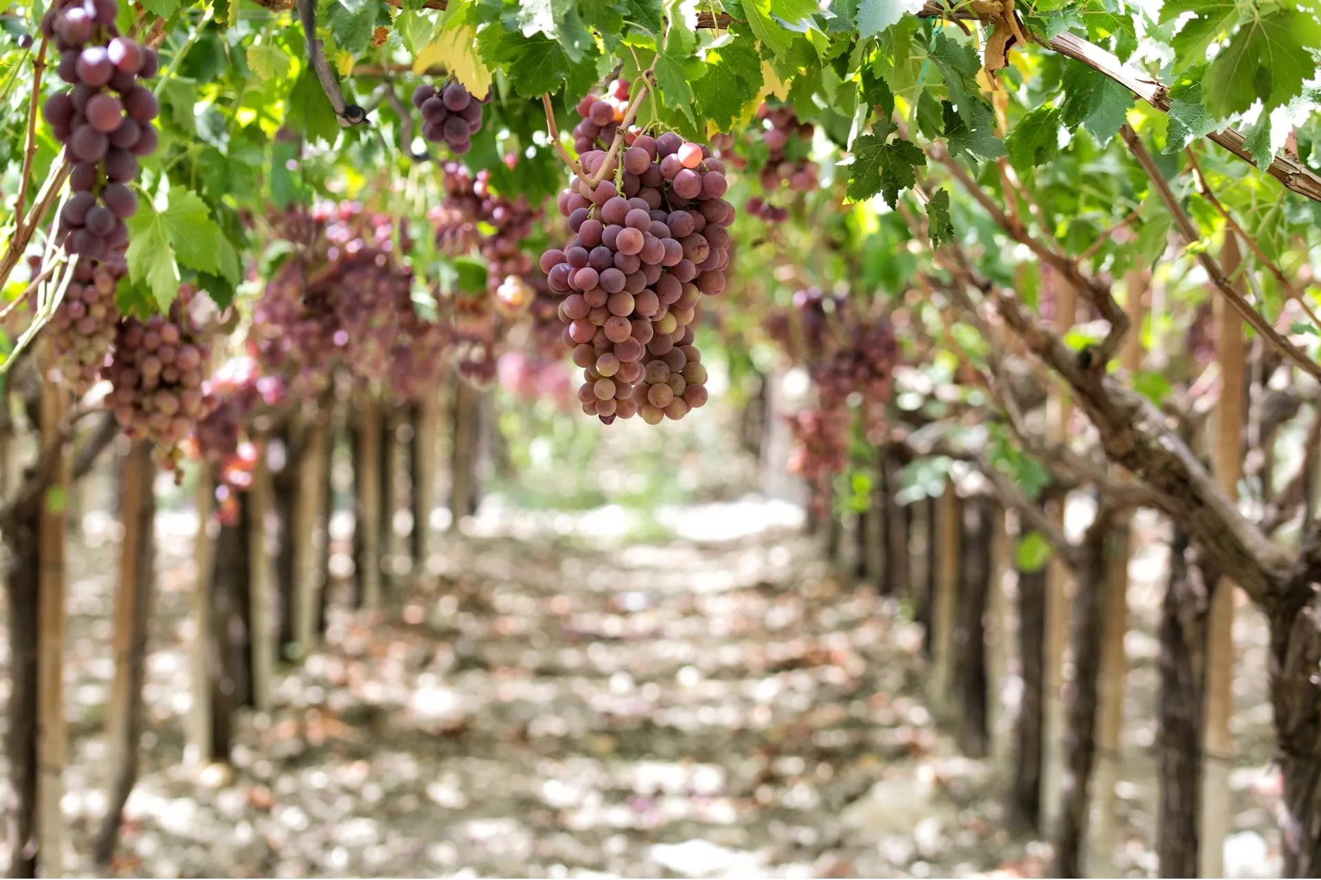 Le migliori cantine della Sicilia