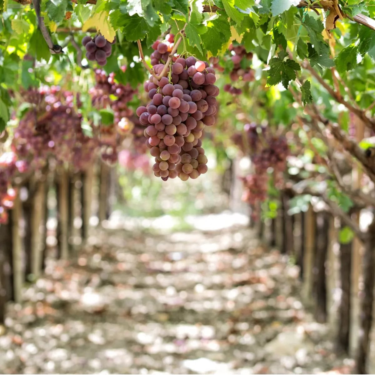 Découvrez les plus beaux domaines de Sicile